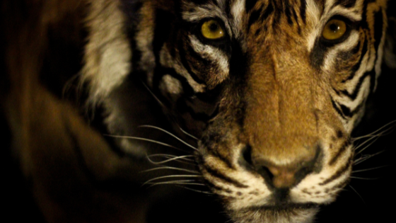 Tiger World Conservation